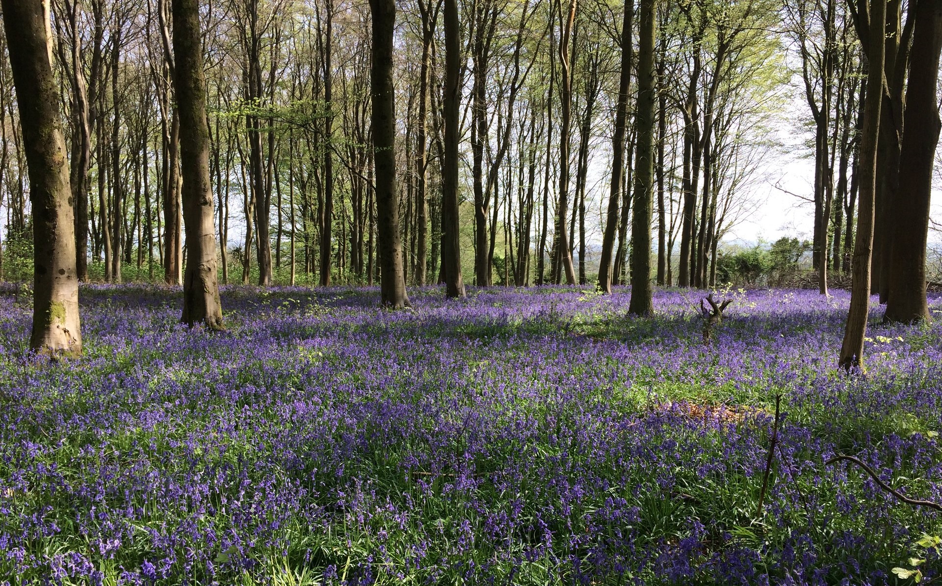 Bluebell woods